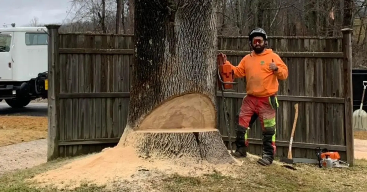 Expert Tree Service